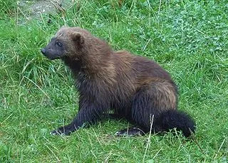 wolverine-quiz