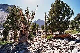 great-basin-national-park-quiz