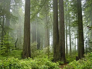 redwood-national-and-state-parks-quiz