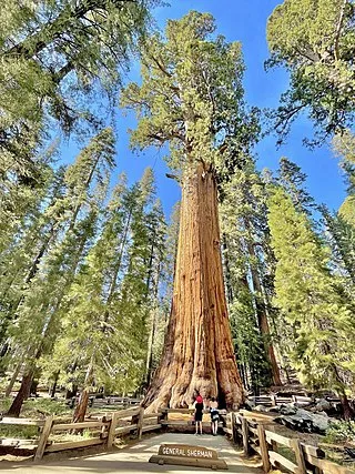 sequoia-national-park-quiz